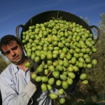 Agricoltura, assunzioni in crescita